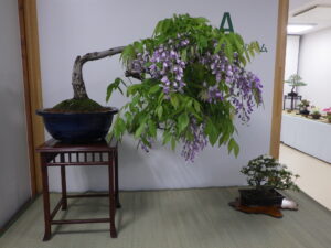 バラエティ盆栽展