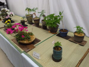 バラエティ盆栽展