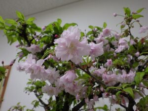 八重咲きのフジサクラ