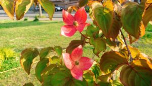 ヤマボウシ　サトミ