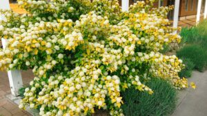 アメリカテマリシモツケ