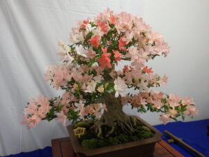 サツキ’日光’