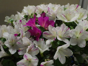 サツキ’エの山キリン’