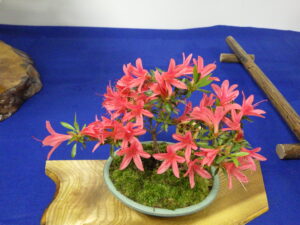 サツキ’緋光琳’