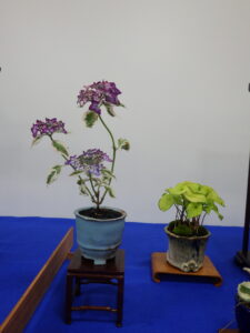 斑入りの紫陽花とマイヅルソウ