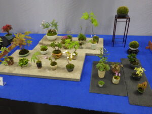 ミニ盆栽の平飾り