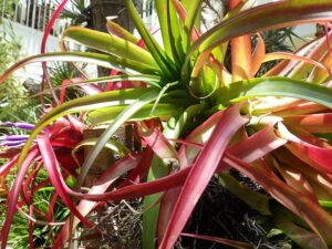 太葉で真っ赤に色づいた葉のエアープランツ