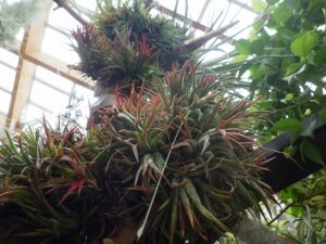 子株が群生し葉先が赤く色が変わったエアープランツ