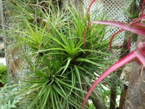 爽やかなグリーンで細く長く伸びた葉のエアープランツ