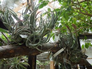 葉先が曲がったエアープランツの大株
