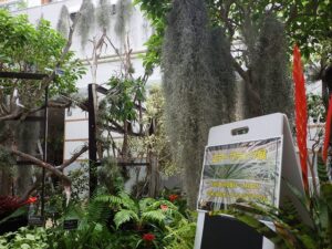 エアープランツ展