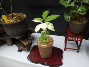 コウライテンナンショウ (2)