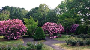 セイヨウシャクナゲが満開です