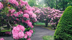 セイヨウシャクナゲ2