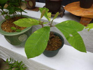 ホオノキの斑入り