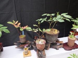 ヤマシャクヤク