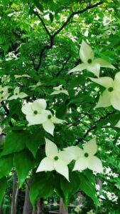 ヤマボウシ　花