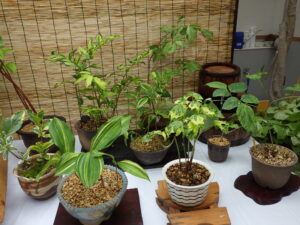 斑入り植物展