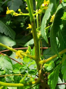 モクゲンジ咲き始め