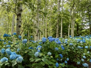 アジサイとシラカバ