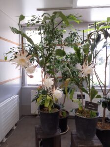 月下美人(開花調整済)