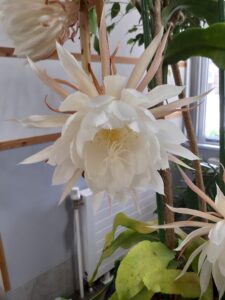 昼の最中に開花している月下美人の花のアップ