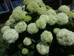 白い玉状に花がつくアナベル