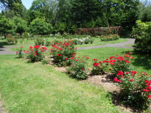 花木園　バラ