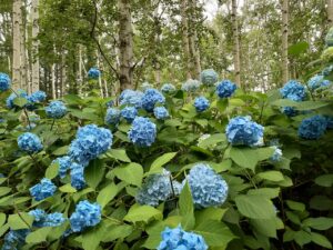 青いアジサイと白い樹皮のシラカバ