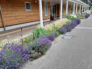 センター前花壇