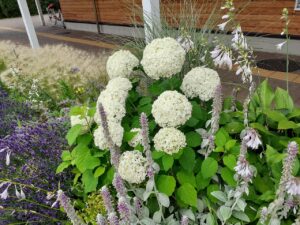 アナベル、ラムズイヤー、ギボウシ等、