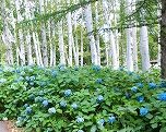 白樺林あじさい