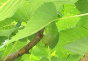 ハンカチノ木の実