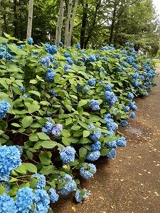 白樺林のアジサイ