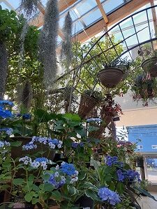 緑のセンターのアジサイ