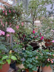 一般展示 ゼラニウム・フクシア