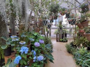 アトリウム一般展示 アジサイ、チランジア