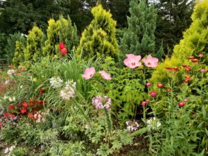 ルーフガーデン タイタンビカス・クレオメ・ジニア
