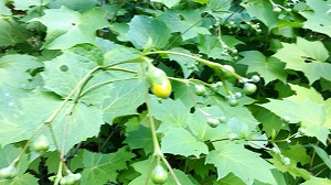 キレンゲショウマつぼみ