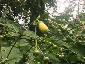 キレンゲショウマつぼみ