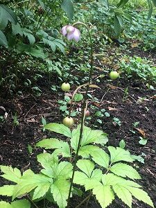 レンゲショウマ