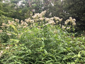 ユーパトリウム