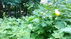 野草園　キレンゲショウマ