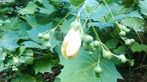 キレンゲショウマつぼみ