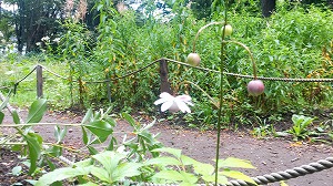 レンゲショウマ