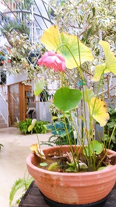 垂れ下がって咲くハス