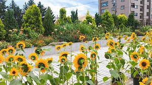 ルーフガーデン