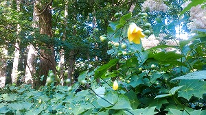 キレンゲショウマ