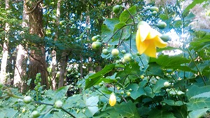 開花キレンゲショウマ