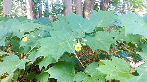 キレンゲショウマ